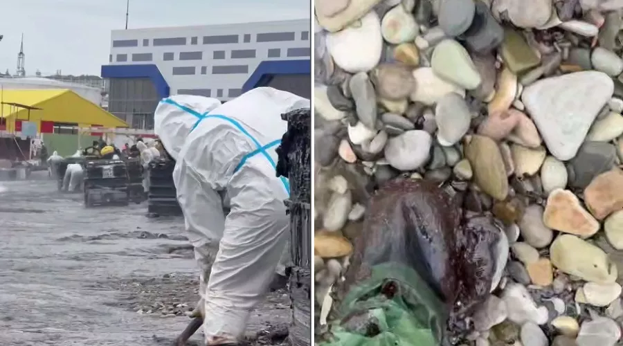  &copy;&nbsp;Коллаж из скриншотов видео из телеграм-канала &laquo;Эколог Жора Каваносян&raquo;