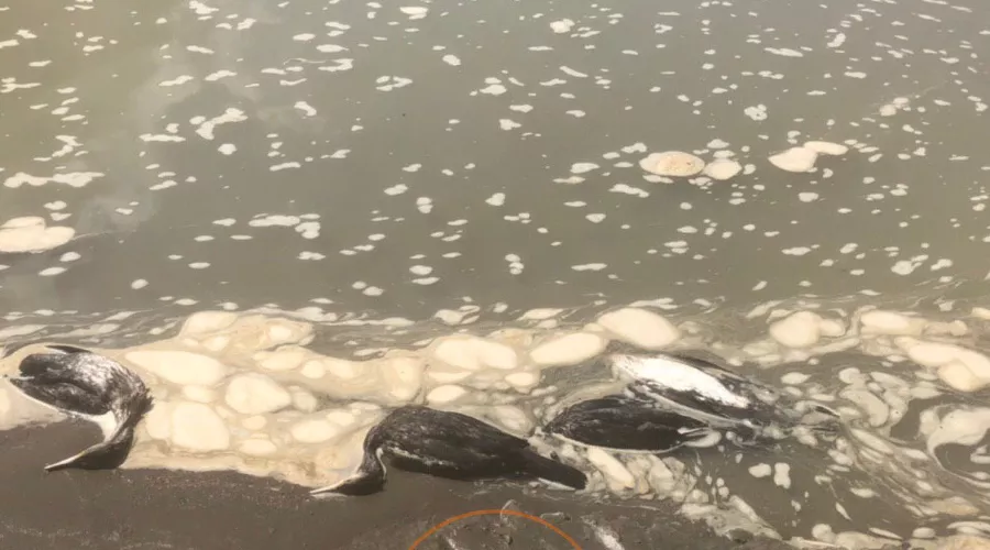  &copy;&nbsp;Фото из телеграм-канала t.me/tipichkras