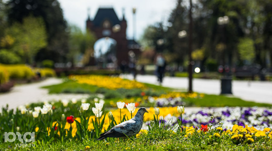  © Фото Елены Синеок, Юга.ру