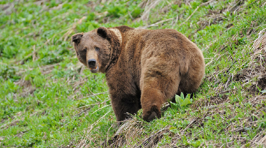 Медведь в Кавказском заповеднике © Фото Дмитрия Андреева, mountaindreams.ru