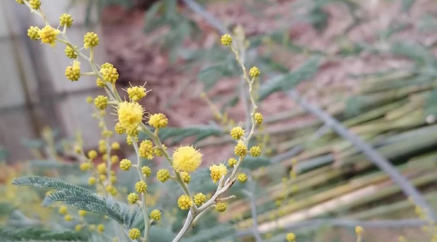 Акация серебристая (мимоза) © Фото пресс-службы Сочинского нацпарка