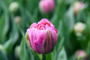 Тюльпаны &copy;&nbsp;Фото Елены Синеок, Юга.ру