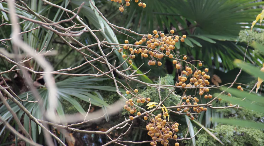  &copy;&nbsp;Фото пресс-службы Сочинского национального парка