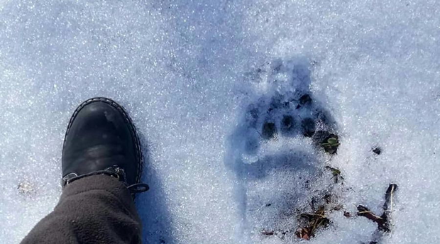  &copy;&nbsp;Фото из аккаунта Кавказского заповедника, www.instagram.com/kavkazski_zapovednik