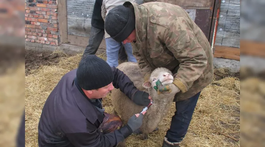  &copy;&nbsp;Фото пресс-службы ГБУ РО &laquo;Ростовская облСББЖ с ПО&raquo;