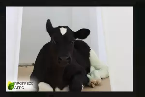  &copy;&nbsp;Скриншот фото из телеграм-канала &laquo;ПРОГРЕСС АГРО&raquo;