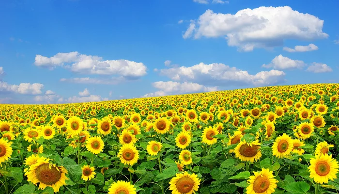  &copy;&nbsp;Фото с сайта gorabbit.ru