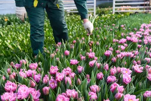 Тюльпаны &copy;&nbsp;Фото Елены Синеок, Юга.ру