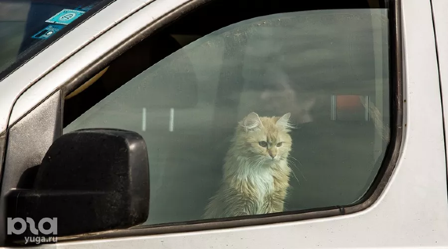  &copy;&nbsp;Николай Ильин, Юга.ру