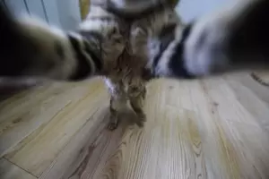  &copy;&nbsp;Елена Синеок, ЮГА.ру