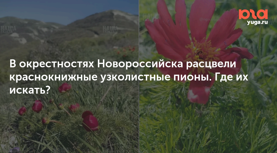 В окрестностях Новороссийска расцвели краснокнижные узколистные пионы. Где их искать?