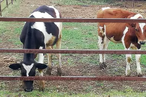  &copy;&nbsp;Фото Антона Быкова, Юга.ру