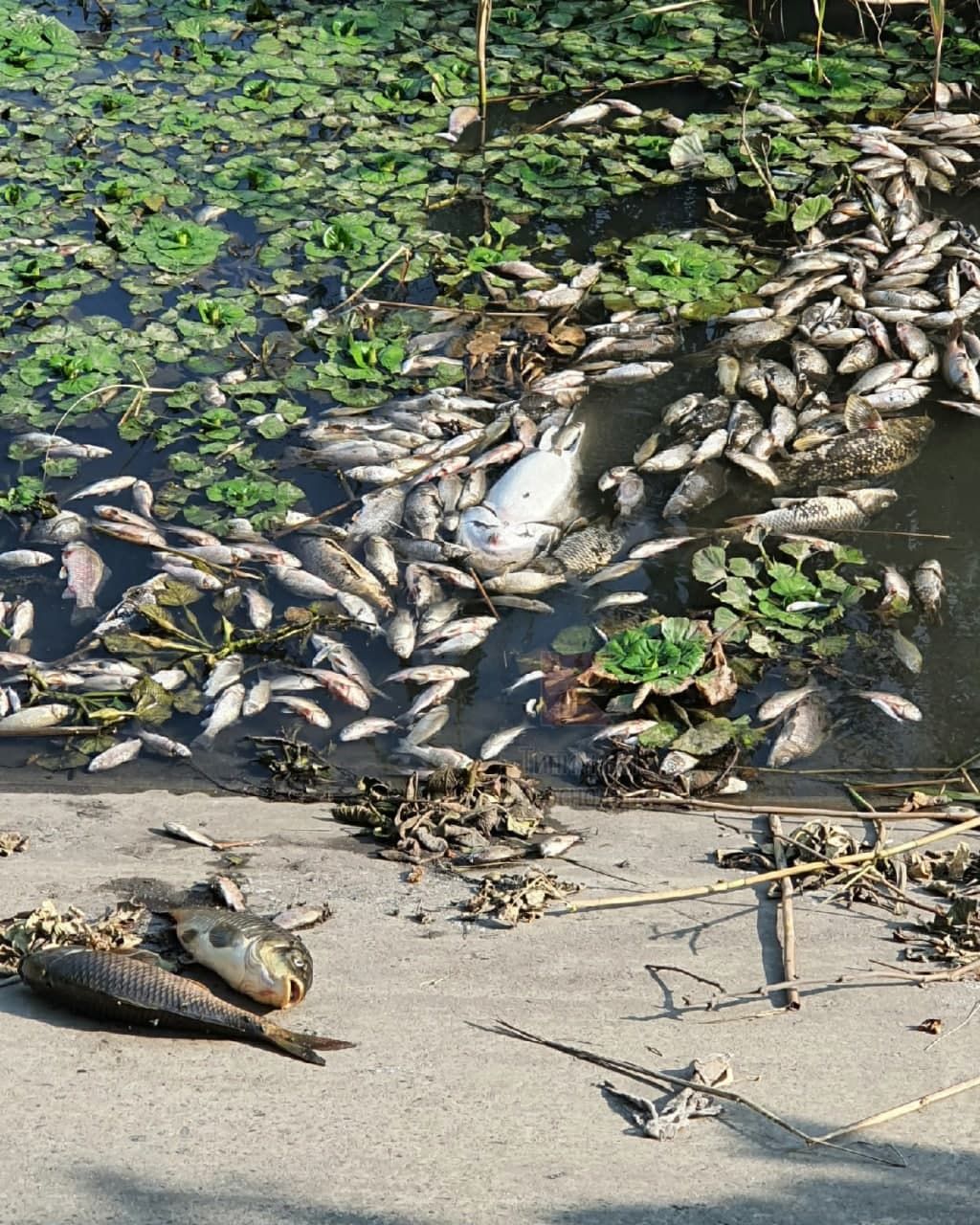 Популярная рыба в реке Ижора: все, что нужно знать о видовом разнообразии