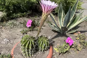  &copy;&nbsp;скриншот фото из телеграм-канала &laquo;Жизнь Абрау&raquo;