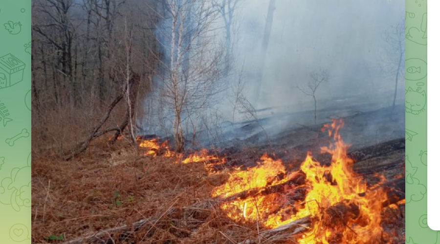 Лесной пожар в Горячем Ключе 30 марта 2024 г. © Скриншот публикации телеграм-канала «Краевой лесопожарный центр», t.me/krd_klpc