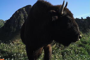  © Фото пресс-службы Кавказского биосферного заповедника