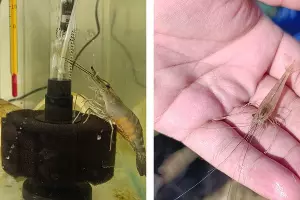  &copy;&nbsp;коллаж из скриншотов фото с сайта ВНИРО