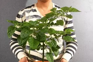 Перец &laquo;Шоколадный хабанеро&raquo; — любимый овощ семьи Рощиных &copy;&nbsp;Фото Антона Рощина