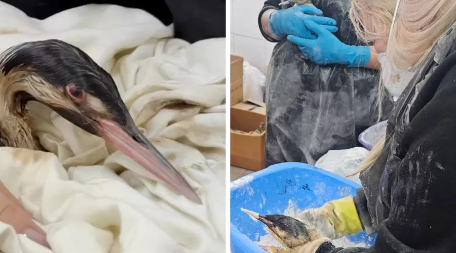  &copy;&nbsp;Скриншоты фото из телеграм-каналов Евгения Витишко и Жоры Каваносяна