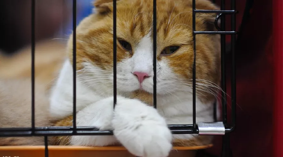  &copy;&nbsp;Фото Елены Синеок, Юга.ру