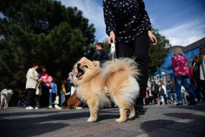 Первый парад домашних животных в Краснодаре &copy;&nbsp;Елена Синеок, ЮГА.ру