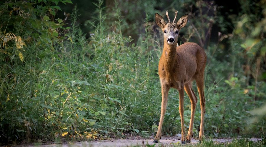 Косуля © Фото LubosHouska с сайта pixabay.com