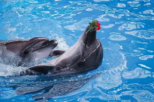  &copy;&nbsp;Фото пресс-службы &laquo;Сочи Парка&raquo;