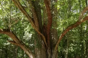  &copy;&nbsp;Фото Алексея Гусева