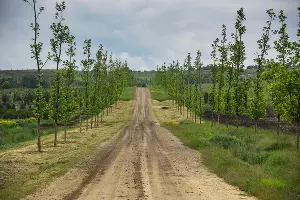 Виноградники &laquo;Лефкадии&raquo; &copy;&nbsp;Фото Елены Синеок, Юга.ру