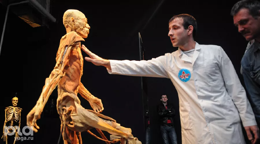 Анатомическая выставка "Части тела" в Краснодаре &copy;&nbsp;Елена Синеок, ЮГА.ру