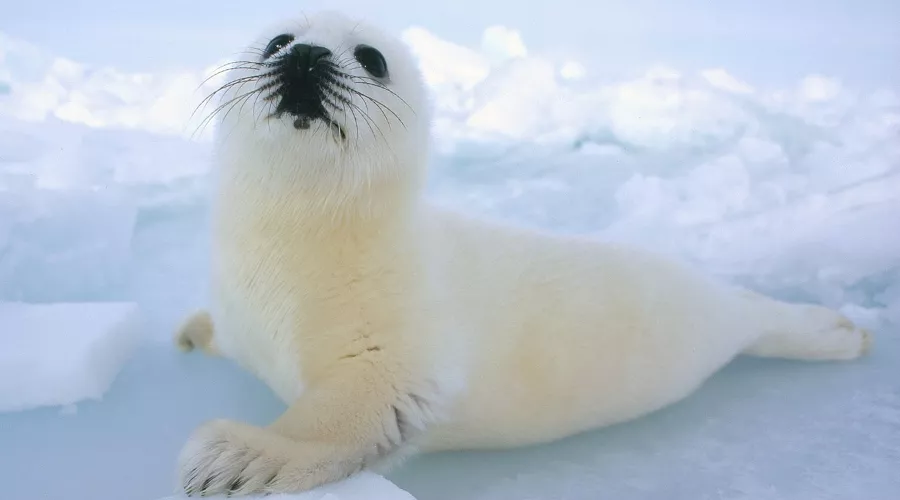 Каспийский тюлень &copy;&nbsp;Фото с сайта Центра природы Кавказа, caucasusnature.ru