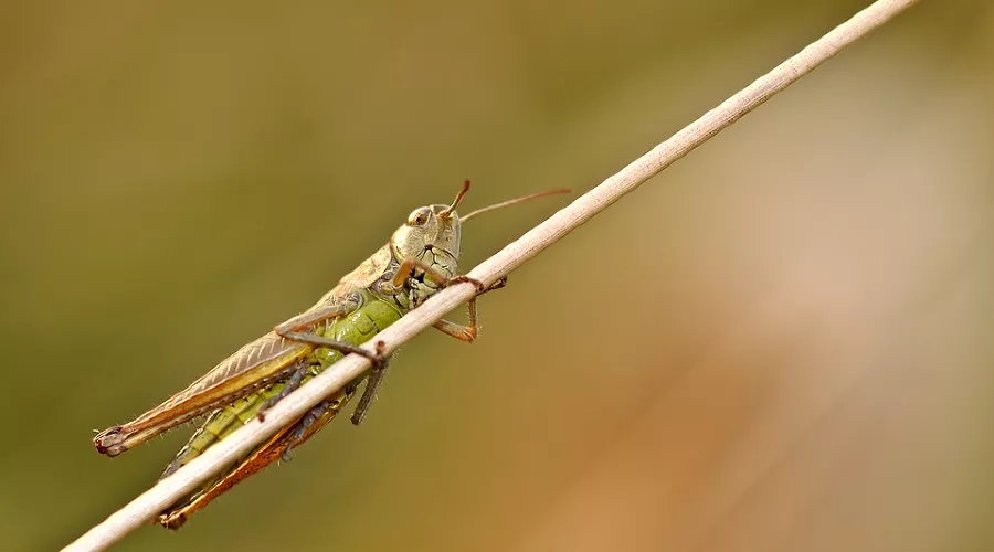  &copy;&nbsp;Фото с сайта pixabay.com