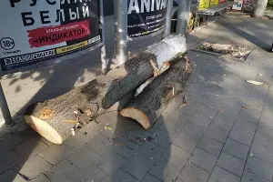  &copy;&nbsp;Фото пресс-службы администрации Краснодара