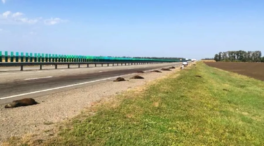 Раздавленные кабаны возле села Отрадо-Кубанское, 18 сентября 2022 г. &copy;&nbsp;Скриншот телеграм-канала &laquo;Дикий Юг — Природа юга России&raquo;, T.me/wildfoto