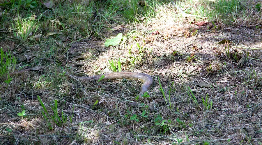 Желтопузик &copy;&nbsp;Фото пресс-службы Сочинского нацпарка
