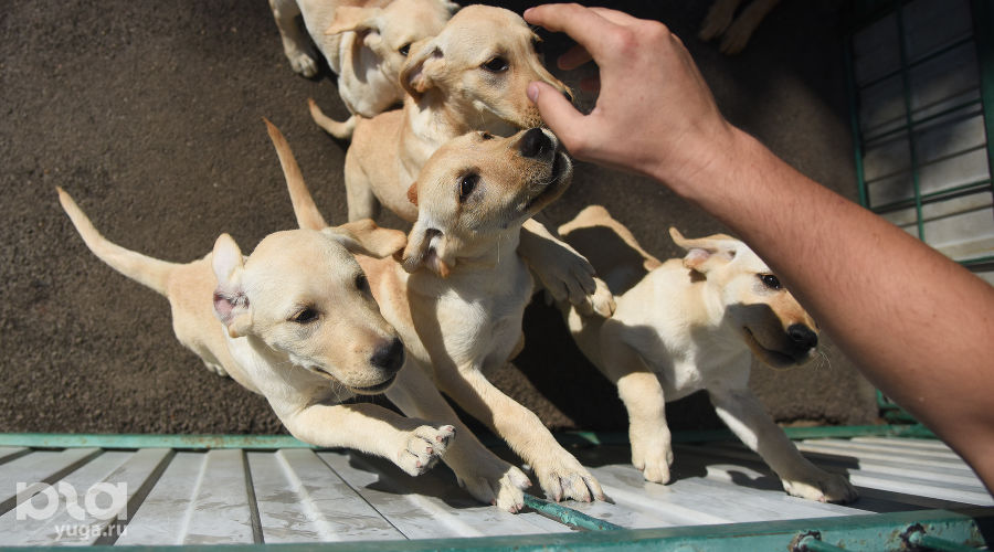  &copy;&nbsp;Елена Синеок, ЮГА.ру