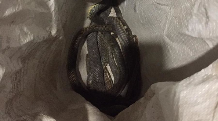  © Фото пресс-службы «Кубань-Спас»