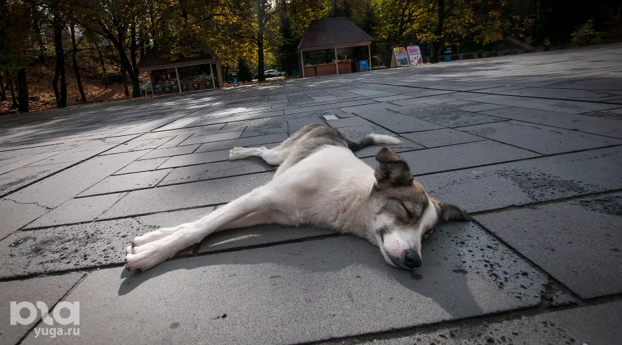  &copy;&nbsp;Фото Елены Синеок, Юга.ру