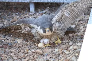  &copy;&nbsp;Фото Эльзы Габбасовой