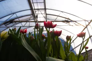 Тюльпаны &copy;&nbsp;Фото Елены Синеок, Юга.ру