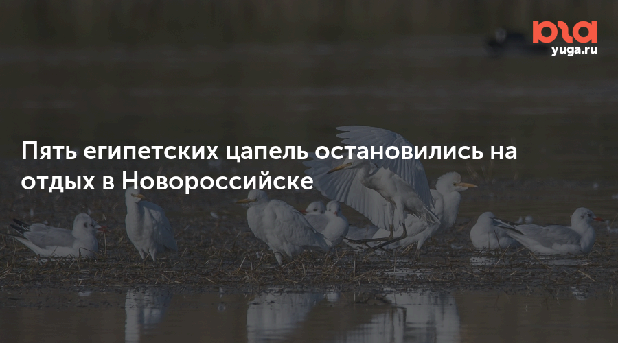 Пять египетских цапель остановились на отдых в Новороссийске