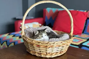  &copy;&nbsp;Фото Марии Журавлевой, Юга.ру