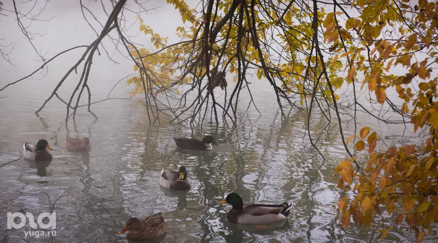  &copy;&nbsp;Фото Елены Синеок, Юга.ру