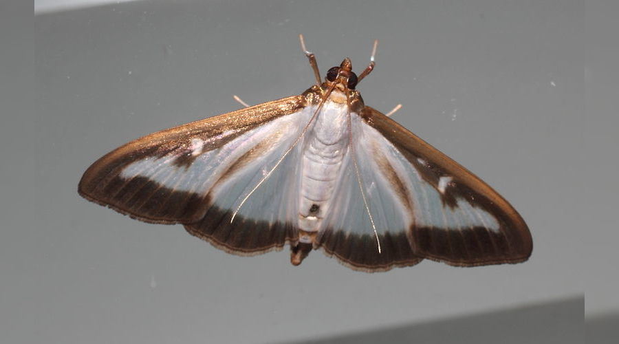 Самшитовая огневка, бабочка &copy;&nbsp;www.sochiru.com