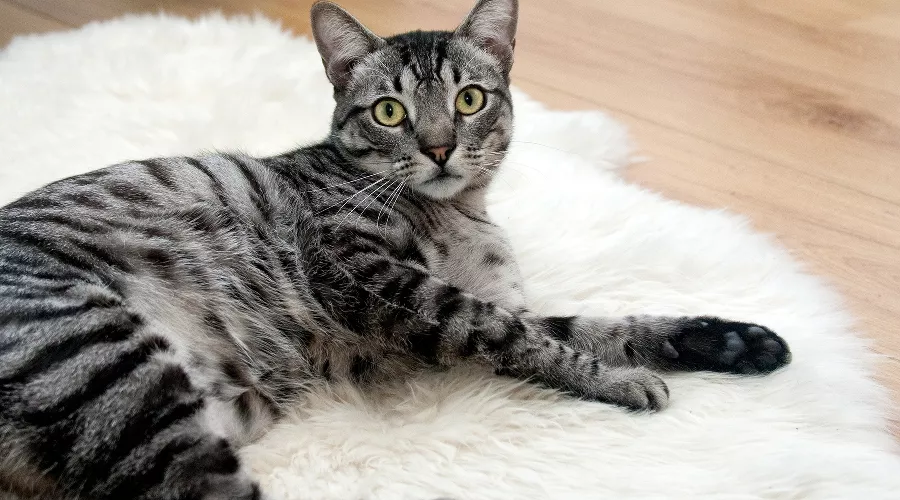 Кошка &copy;&nbsp;Фото с сайта pixabay.com