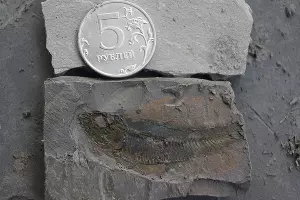 Karaganops sp. &copy;&nbsp;Фото пресс-службы Палеонтологического института имени А.А. Борисяка РАН