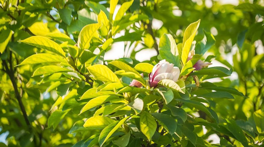  © Скриншот фото Натальи Плаксиной из телеграм-канала «Жизнь Абрау»