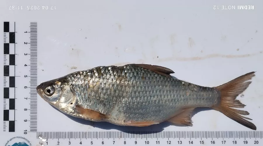  &copy;&nbsp;Скриншот фото с сайта ЮНЦ РАН