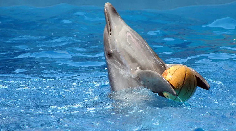 В Сочи открылся крупнейший дельфинарий России &copy;&nbsp;Юлия Баранова, ЮГА.ру
