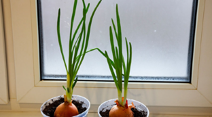 Лук на подоконнике &copy;&nbsp;Фото Анны Нелидовой, freepik.com